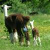 Not even an hour later, you can see Shiloh passing the placenta with the bag of fluid, and her cria running beside her
